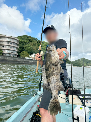 ハタの釣果