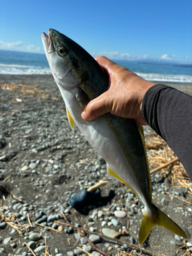 ハマチの釣果