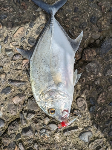 ロウニンアジの釣果