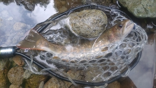 イワナの釣果