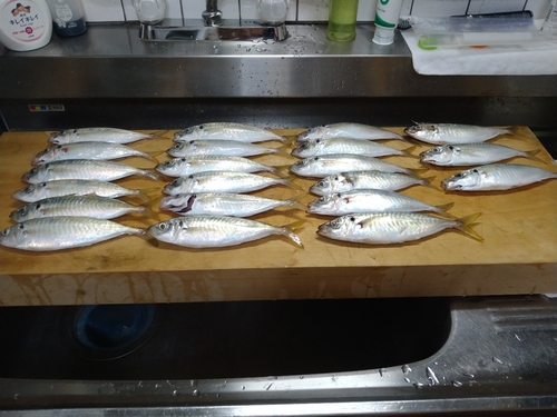 アジの釣果