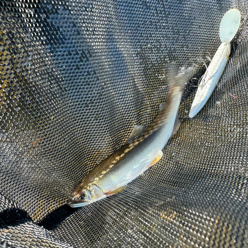 アユの釣果