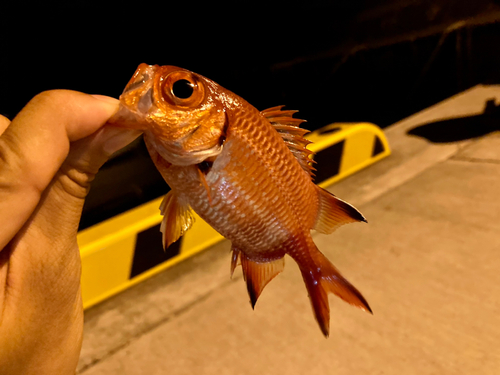 ナミマツカサの釣果