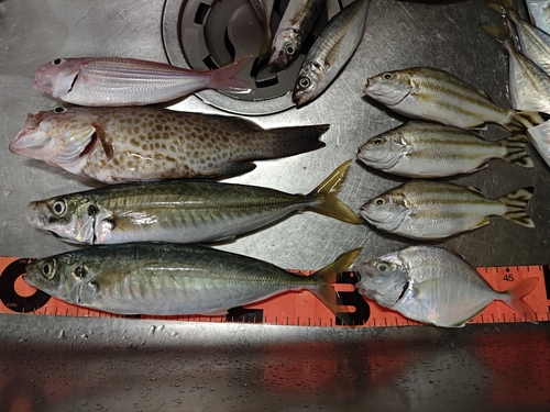 アジの釣果