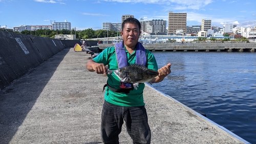 チヌの釣果