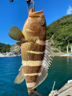 アオハタの釣果