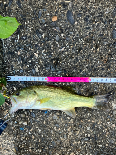 ブラックバスの釣果