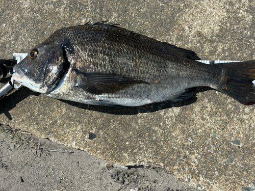 チヌの釣果