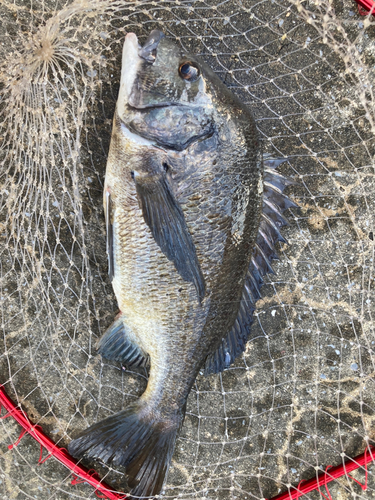 クロダイの釣果