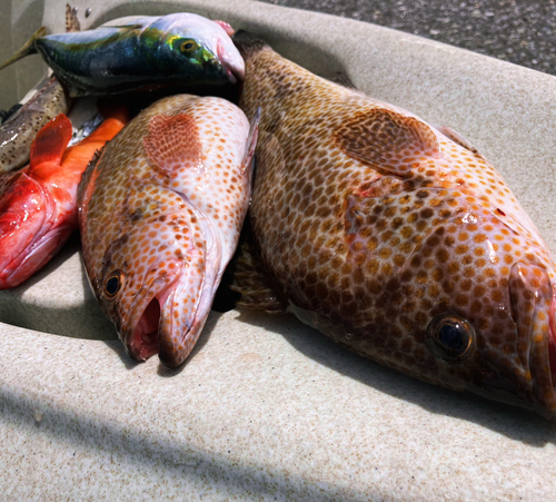 オオモンハタの釣果