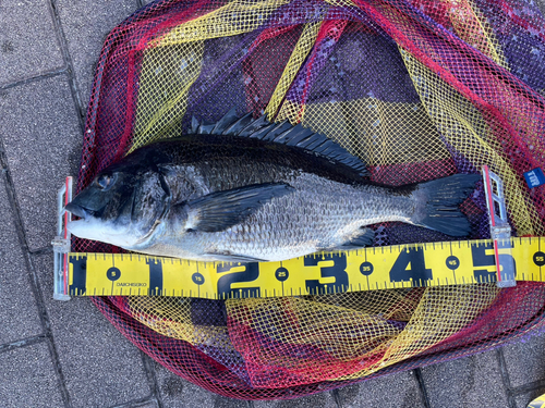 クロダイの釣果