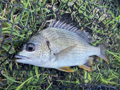 キビレの釣果