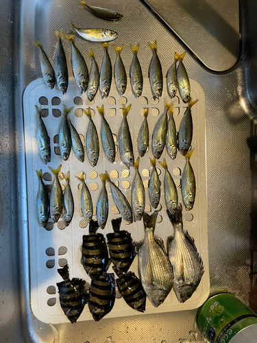 アジの釣果