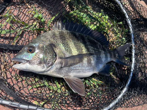 クロダイの釣果