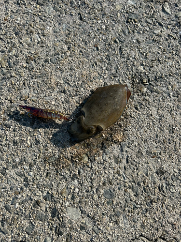 モンゴウイカの釣果