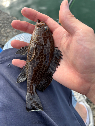 オオモンハタの釣果