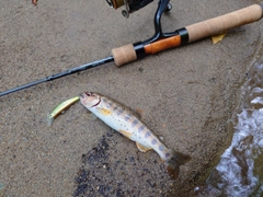 ヤマメの釣果