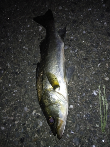 セイゴ（マルスズキ）の釣果