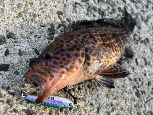 オオモンハタの釣果