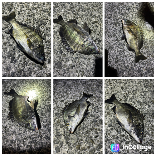 チヌの釣果