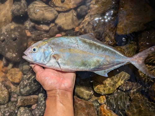 ネリゴの釣果