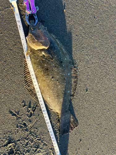 ソゲの釣果