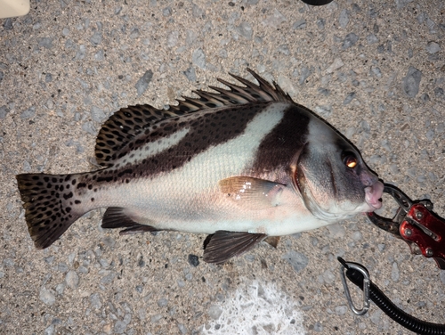 コショウダイの釣果