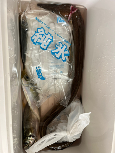 ハモの釣果