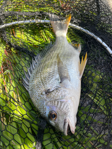 キビレの釣果