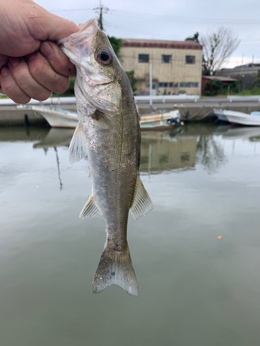 ハゼの釣果