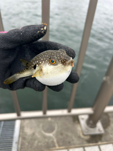 フグの釣果