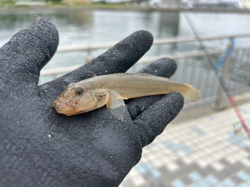 マハゼの釣果