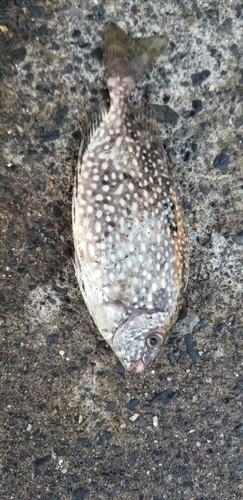 アイゴの釣果