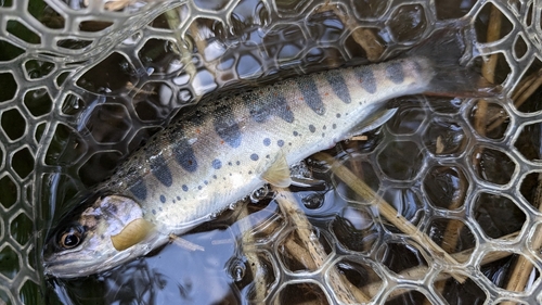 アマゴの釣果