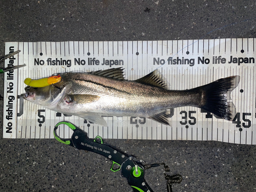 シーバスの釣果