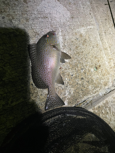 コロダイの釣果