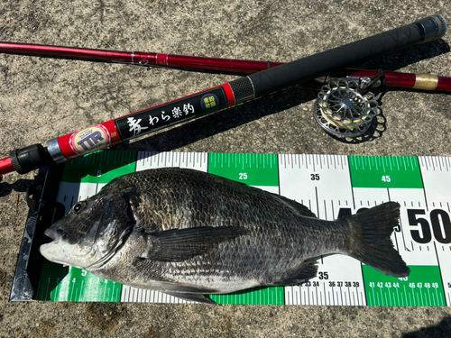 クロダイの釣果