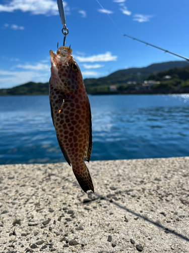 オオモンハタの釣果