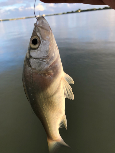 セイゴ（ヒラスズキ）の釣果