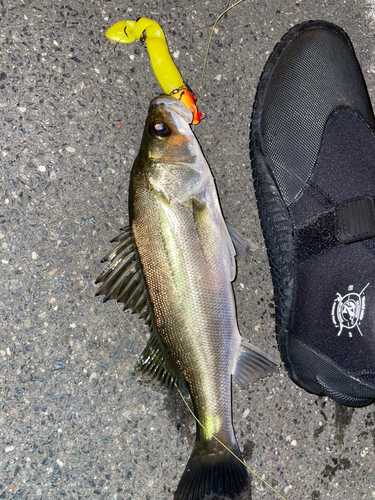 シーバスの釣果