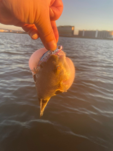 トラフグの釣果