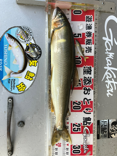 アユの釣果