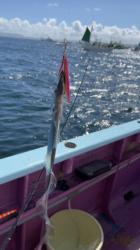 タチウオの釣果