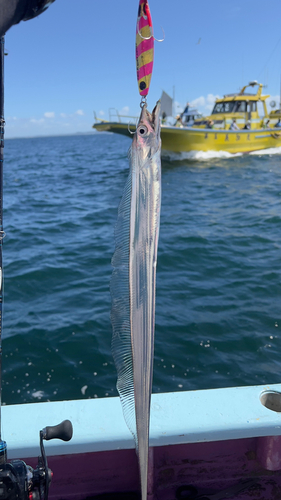 タチウオの釣果