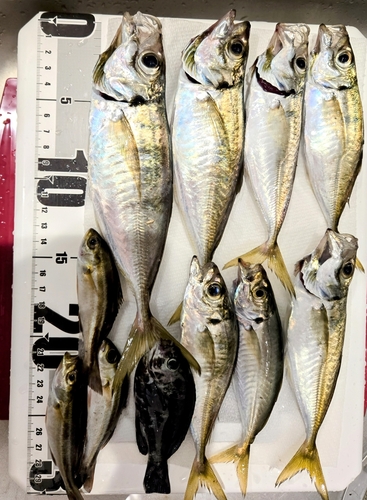 アジの釣果