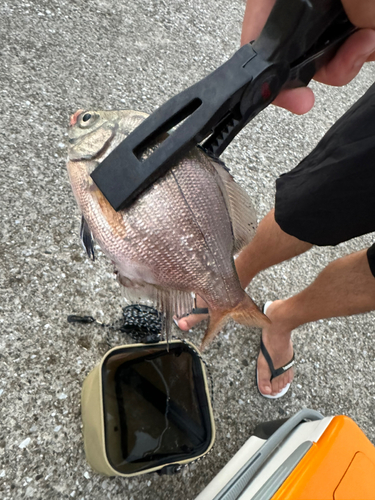 コハダの釣果