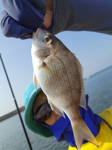 チャリコの釣果