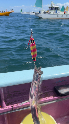 タチウオの釣果