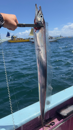 タチウオの釣果