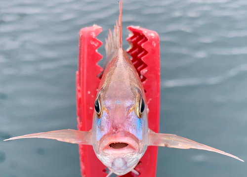 チャリコの釣果